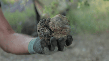 Provence : la truffe d'été, spécialité de Pierre et Laurence Jaubert