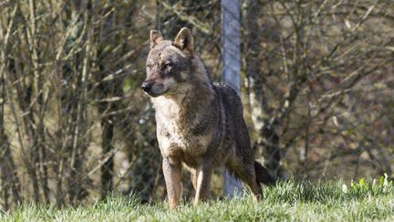 Un loup est pris en photo dans un zoo d'Angoulême, le 29 février 2020. (MAXPPP)