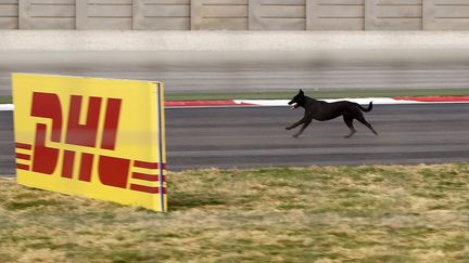 Un chien court la piste du Grand Prix d'Inde, le 28 octobre 2011.&nbsp; (TORU HANAI / REUTERS)