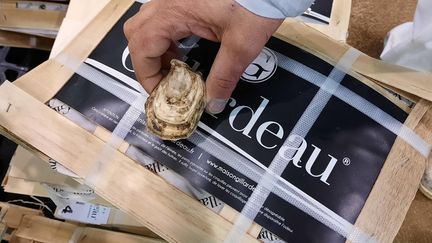 L'huître Gillardeau numéro 5, vendue sur le marché de Rungis, est plus petite mais moins chère que la numéro 3.&nbsp; (SOPHIE AUVIGNE / FRANCE-INFO)