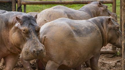 Hippopotames ayant appartenu à Pablo escobar à Doradal (Colombie). (CORNARE via AFP)