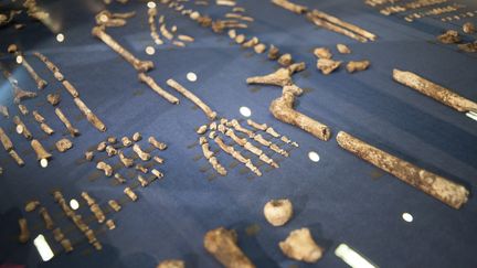 Phalanges, tibia, vert&egrave;bres, cr&acirc;ne ... Reconstitu&eacute; le mieux possible, le squelette de ce qui est pr&eacute;sent&eacute; comme une nouvelle esp&egrave;ce,&nbsp;l'Homo naledi, est montr&eacute; le 10 septembre 2015 &agrave; Maropeng (Afrique du Sud). (STEFAN HEUNIS / AFP)