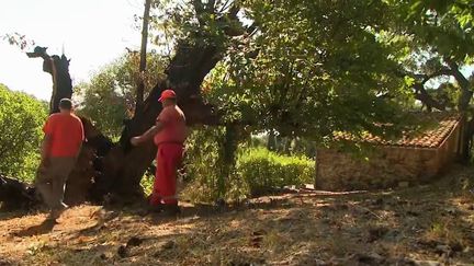 Incendie dans le Var : les conditions météorologiques s'améliorent