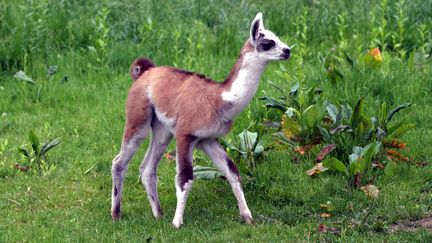 Bébé lama dans un parc animalier. (illustration) (MAXPPP)