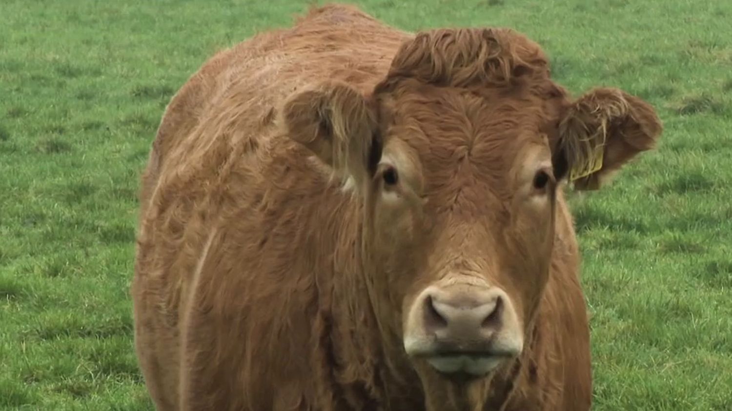 Vermindert het aantal dieren om vervuiling te bestrijden