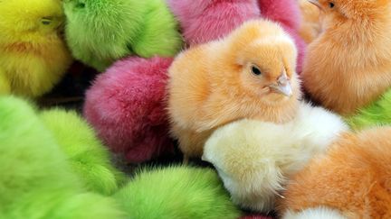 Des poussins teints artificiellement sont propos&eacute;s &agrave; la vente sur un march&eacute; de Beyrouth (Liban), le 28 mars 2012. (JOSEPH EID / AFP)