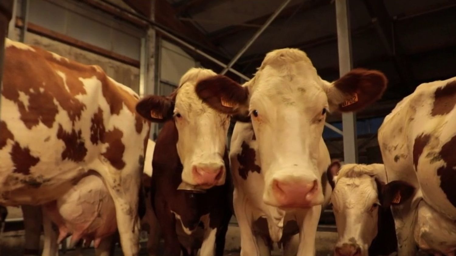 Colère Des Agriculteurs : Le Groupe Lactalis Et Les éleveurs Ont Trouvé ...