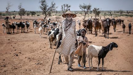 Eleveur nomade au Niger, à la recherche d'eau pour son bétail près de Maradi, le 29 juillet 2019. (LUIS TATO / FAO)