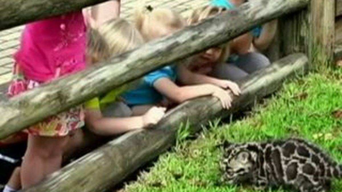 Video Un Bebe Panthere Nebuleuse Presente Au Public Au Zoo De Tampa En Floride