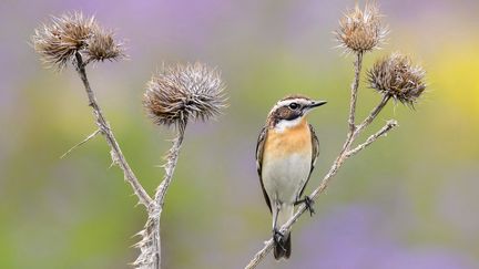 Un tarier des prés sur une branche dans les Abruzzes (Italie), le 9 novembre 2020. (SAVERIO GATTO / BIOSPHOTO / AFP)