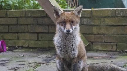 Animaux : les chasser ou les protéger, que faire des renards ? (FRANCE 2)