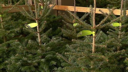 Les sapins de Noël déjà en vente : quelles variétés sélectionner ? (France 2)