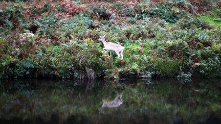 Un daim surpris sur les berges de la rivi&egrave;re Lin &agrave; Newtown Linford (Royaume-Uni), le 11 octobre 2012. (DARREN STAPLES / REUTERS)