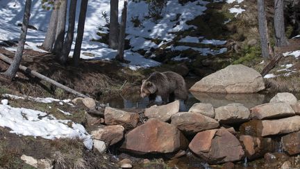 Un ours dans les Pyrénées, le 3 mars 2018. (AUSLOOS HENRY / HEMIS.FR / AFP)