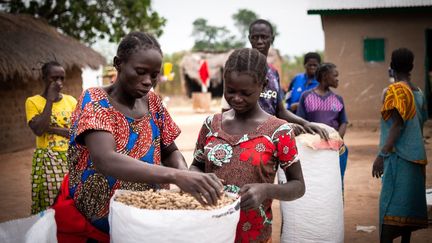 Célestine Inforo, une cultivatrice de 33 ans, ajoute&nbsp;: "Il y a trop de menaces et de vols. (…) On a dû vendre la production très vite et à bas prix." Et dans la banlieue de Paoua, la production dépasse largement la demande, ce qui entraîne une chute des prix. Ces prix bas touchent toute la filière de Paoua. Pour chaque sac rempli, une femme gagne à peine 250 francs CFA, moins de 40 centimes d'euro. Une situation dramatique dans une ville de quelque 47 000 habitants, alors que "80% de la population a une activité en lien avec l'arachide", déplore Noël Zingani, le chef du bureau Oxfam.&nbsp; (BARBARA DEBOUT / AFP)