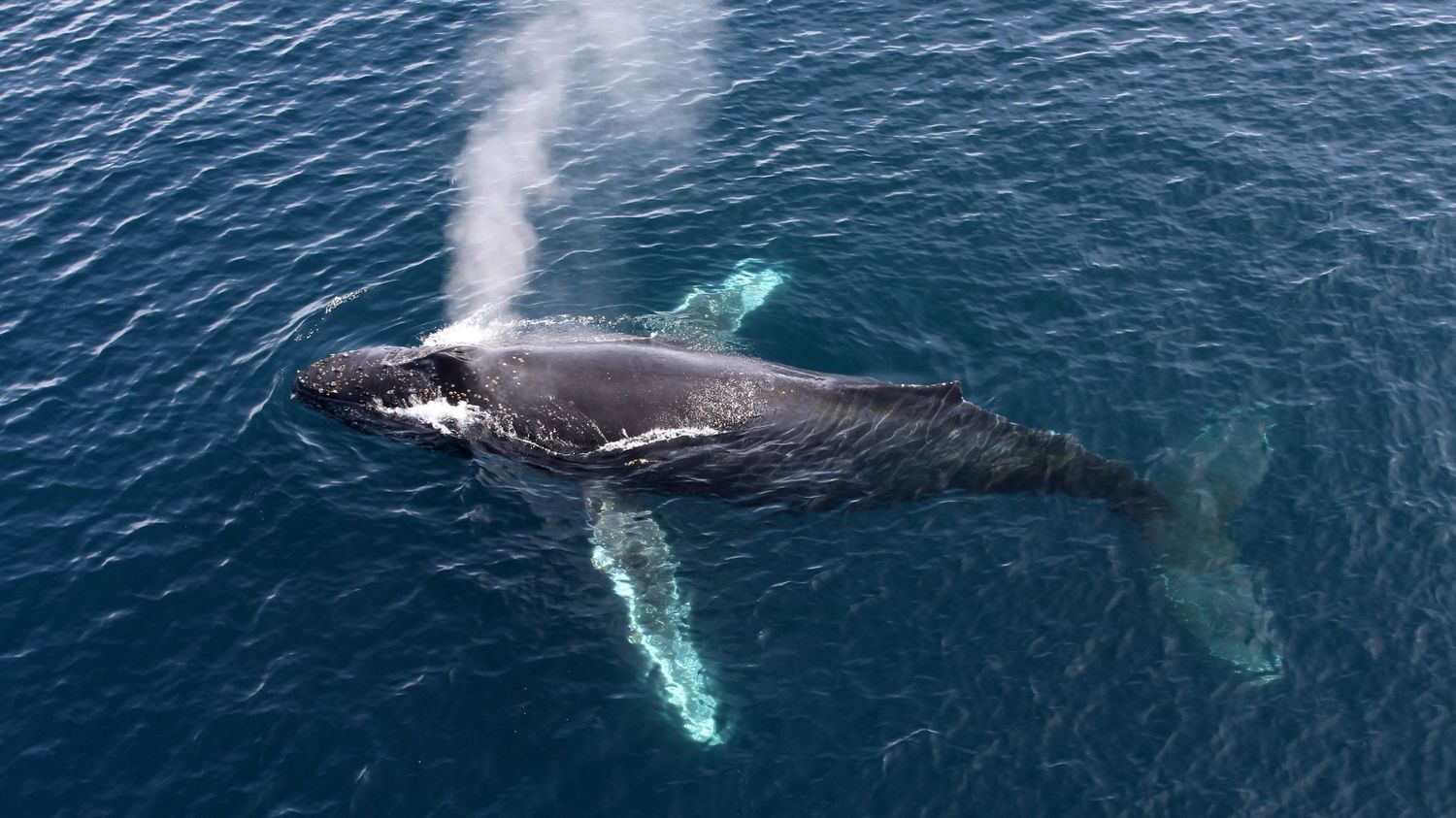 La Migration Des Baleines Grises