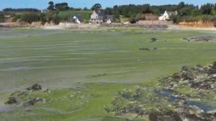 Les décès de deux chiens, après une balade sur la plage a relancé la question autour de la toxicité des algues vertes présentes sur les plages en Bretagne. (FRANCE 3)