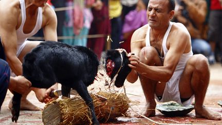 Un homme tient la t&ecirc;te d'une ch&egrave;vre pendant son sacrifice pendant le festival de&nbsp;Dussehra &agrave; Katmandou (N&eacute;pal), le 13 octobre 2013. (NAVESH CHITRAKAR / REUTERS)