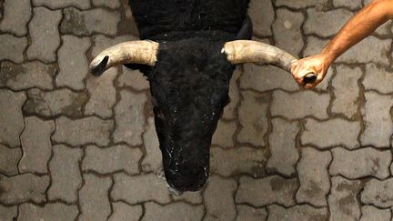 Un homme tient la corne d'un taureau lors des f&ecirc;tes de San Fermin &agrave; Pampelune (Espagne), le 11 juillet 2012. (DANIEL OCHOA DE OLZA / AP / SIPA)