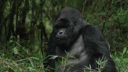 Samedi 7 mai, le 20 Heures se rend au Rwanda, où les gorilles sont préservés au parc national des volcans. Auparavant en voie de disparition, l'espèce n'a jamais été aussi bien préservée.&nbsp; (France 2)