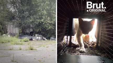 VIDEO. À Bordeaux, Marine se mobilise pour limiter la propagation des chats errants (BRUT)