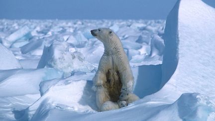 Un ours polaire sur la banquise arctique, le 17 juillet 2020. (STEVEN C. AMSTRUP / POLAR BEARS INTERNATIONAL / AFP)