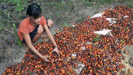 Amnesty International dénonce l'exploitation d'enfants qui travaillent à la fabrication d'huile de palme en Indonésie (ADEK BERRY / AFP)