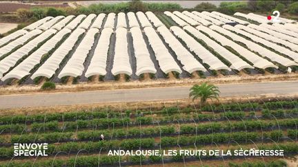 Andalousie, les fruits de la sécheresse (ENVOYE SPECIAL / FRANCE 2)