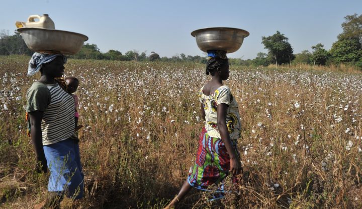 Femmes marchant le long d'un champ de coton situé dans le village de Tangafla, près de la ville de Korhogo (nord de la Côte d'Ivoire), le 10 décembre 2011. (ISSOUF SANOGO / AFP)