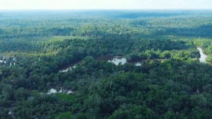 Les miraculés de l’Amazonie, quatre enfants âgés de 1 à 13 ans, sont actuellement hospitalisés à Bogota, après avoir passé 40 jours dans un milieu extrêmement hostile Une aventure qui interpelle tous les spécialistes sur leur résistance et leur capacité d’adaptation dans la jungle. (France 2)