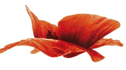 Coquelicot volant
 (Denis Brihat / DR)