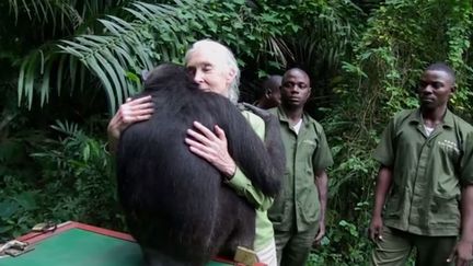 La femelle chimpanz&eacute; Wounda a enlac&eacute; une derni&egrave;re fois la c&eacute;l&egrave;bre primatologue Jane Goodall au moment de retrouver la vie sauvage en R&eacute;publique d&eacute;mocratique du Congo, fin 2013. (FRANCETV INFO / YOUTUBE / INSTITUT JANE GOODALL FRANCE)