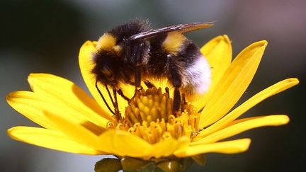 Le bourdon est un précieux insecte pollinisateur. (GETTY IMAGES)