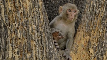 Les macaques rh&eacute;sus ne ressentent pas l'empathie. (FRANCESCO TOMASINELLI / AFP)