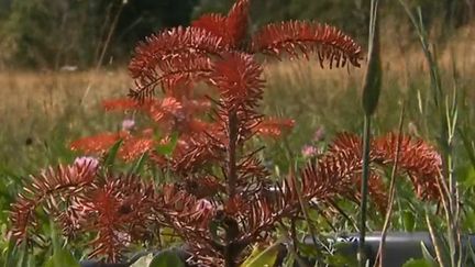 Les arbres souffrent de la sécheresse et de la forte chaleur. (France 3)