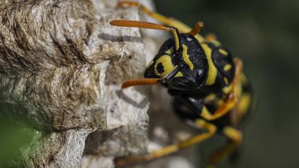 Environnement : les guêpes encore présentes quelques semaines