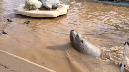 Le bassin des otaries du Marineland, &agrave; Antibes (Alpes-Maritimes), rempli d'une eau boueuse, le 4 octobre 2015, au lendemain de violentes inondations. (GILLES MACHU / FRANCE 3 COTE D'AZUR)