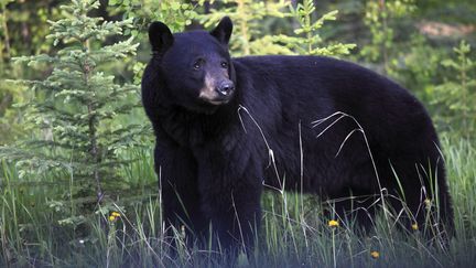 Un ours noir dans le parc national Banff de l'Etat d'Alberta, au Canada. (TIBOR BOGNAR / PHOTONONSTOP / AFP)