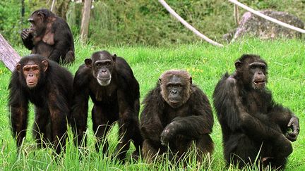 Cinq des vingt chimpanz&eacute;s du zoo de Beauval vaquent &agrave; leurs occupations, le 4 mai 2001 &agrave; Saint-Aignan (Loir-et-Cher). (ALAIN JOCARD / AFP)