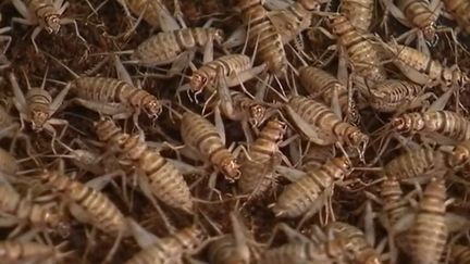 Alimentation : à la découverte des insectes comestibles