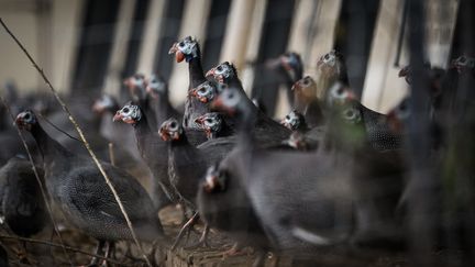 Des pintades dans un élevage dans la commune de Les Herbiers (Vendée), le 5 décembre 2022. (LOIC VENANCE / AFP)