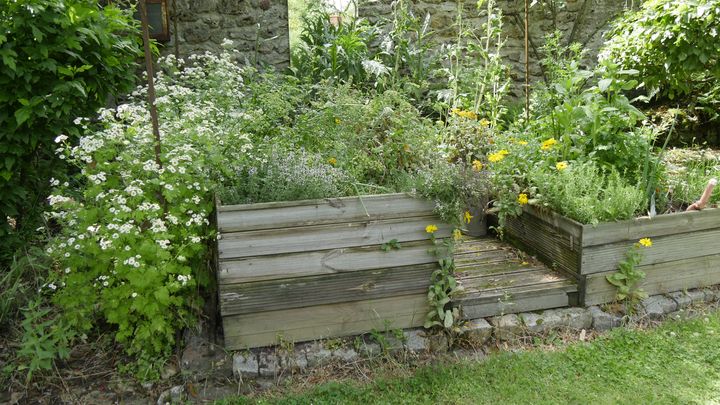 Potager mélangé légumes et fleurs au Jardin La Parmélie, à Doué, en Seine-et-Marne.&nbsp; (ISABELLE MORAND / RADIO FRANCE / FRANCE INFO)