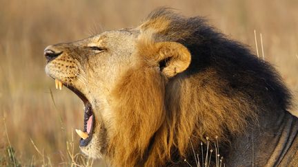 Un lion dans le parc national de Nairobi, au Kenya, le 11 mars 2013. (MARKO DJURICA / REUTERS)