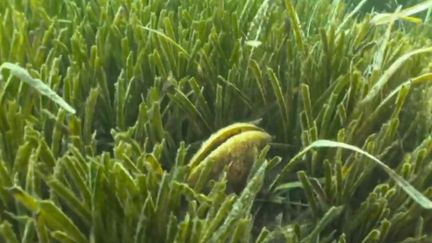 Méditerranée : les agents marins veillent à la protection des herbiers aquatiques