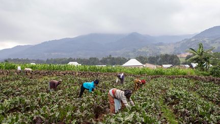 A la frontière avec la République démocratique du Congo, Assumpata a d'abord cultivé un hectare de betteraves, puis trois et enfin, elle a fait appel aux producteurs voisins. Elle a d'ailleurs créé une coopérative destinée aux jeunes cultivateurs de sa région. (Jean BIZIMANA / REUTERS)