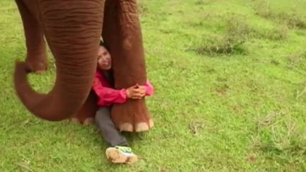 Thaïlande : une femme tente de sauver les éléphants maltraités pour le tourisme