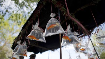 Vente de poissons rouges &agrave; Kaboul (Afghanistan), le 18 avril 2012. (JOHANNES EISELE / AFP)