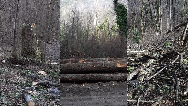 Photo des parcelles de forêt spoliées par l’exploitant espagnol en Ariège. (DR)