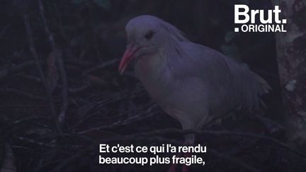 Son cri ressemble à celui du chien et il a failli disparaître de Nouvelle-Calédonie à cause de l'introduction de nouveaux mammifères par les premiers navigateurs. On vous présente le cagou, drôle de petit oiseau.