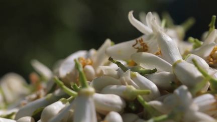 Tunisie : la récolte de la fleur d'oranger, l'or blanc du pays (FRANCE 2)